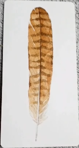 Divine Feather Messenger